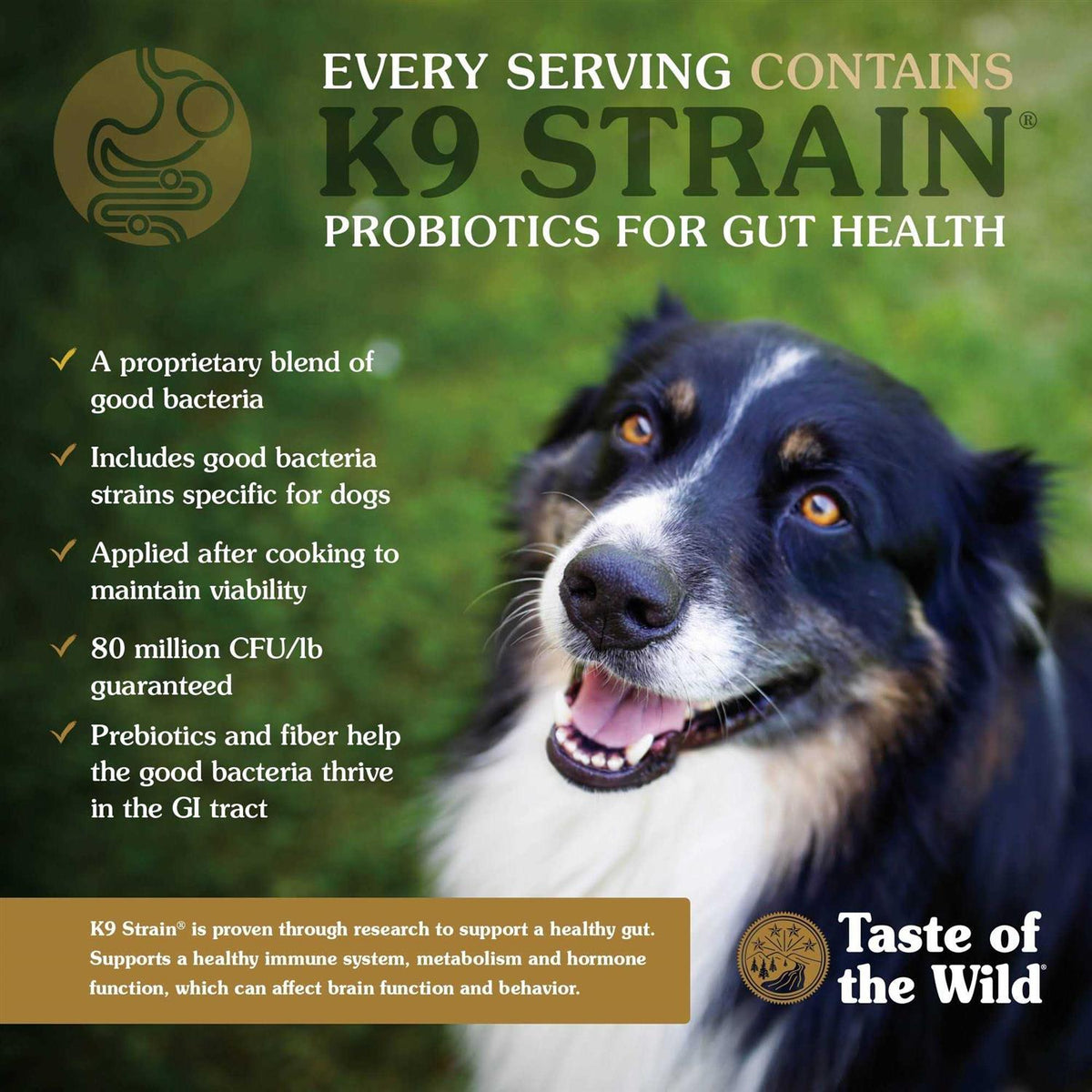 Dog Food C2914