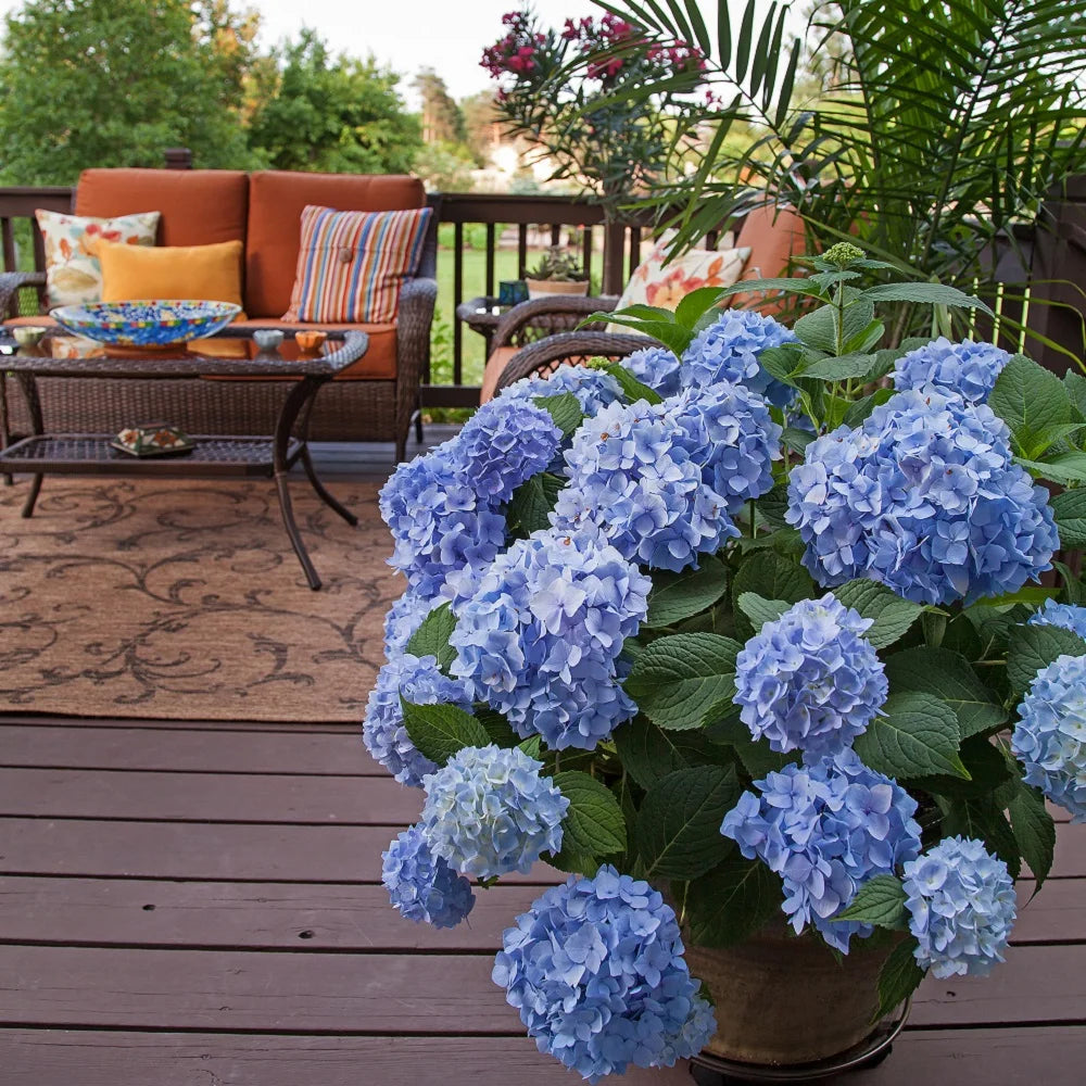 Pink or Blue Hydrangea Deciduous Shrub Live Plant R34242