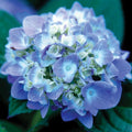 Pink or Blue Hydrangea Deciduous Shrub Live Plant R34242