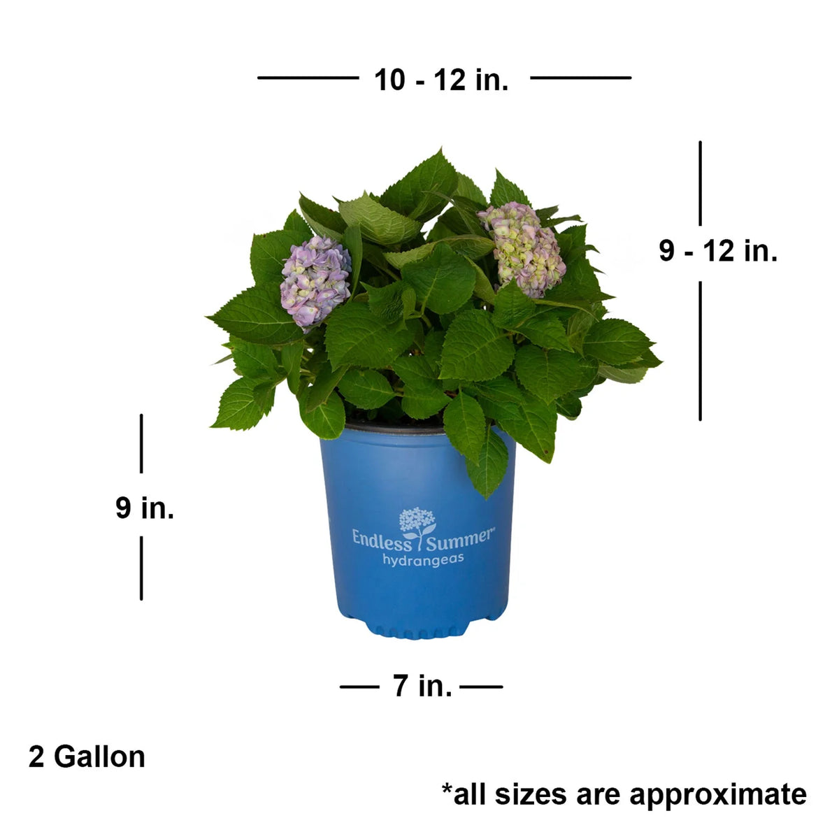 Pink or Blue Hydrangea Deciduous Shrub Live Plant R34242