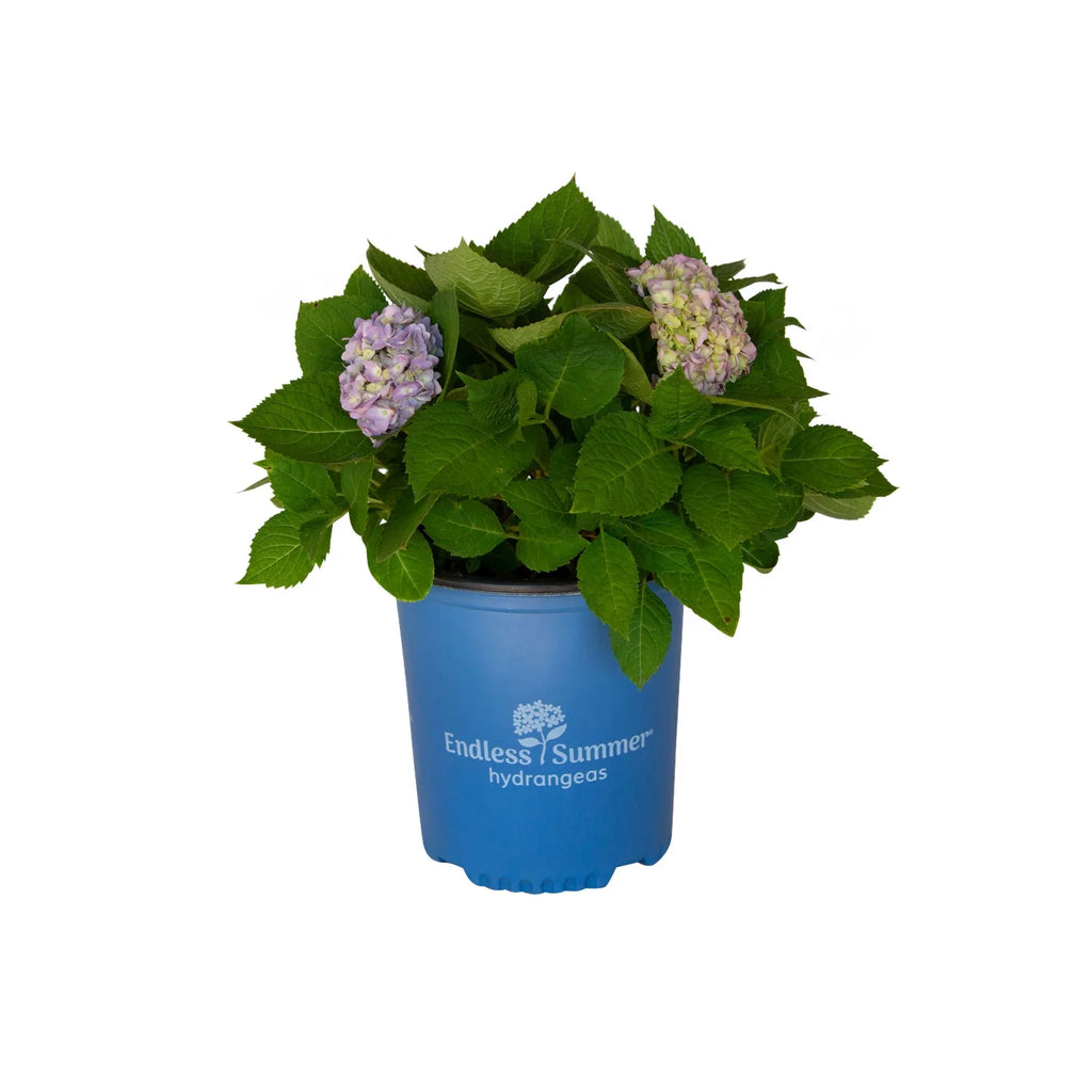 Pink or Blue Hydrangea Deciduous Shrub Live Plant R34242