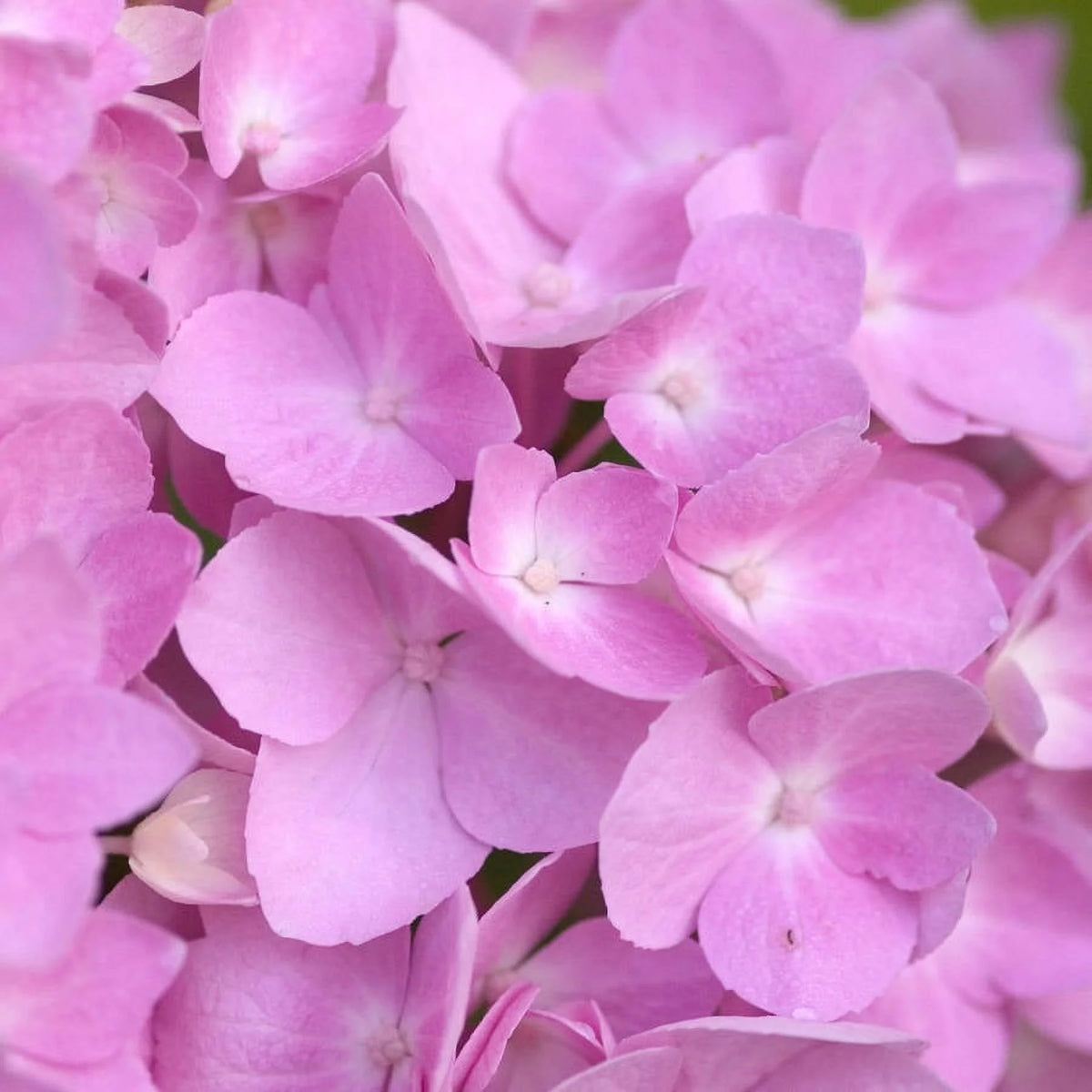 Pink or Blue Hydrangea Deciduous Shrub Live Plant R34242