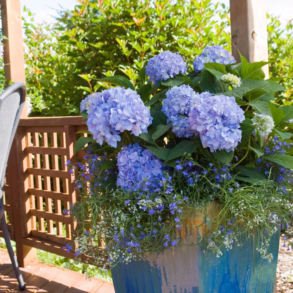 Pink or Blue Hydrangea Deciduous Shrub Live Plant R34242