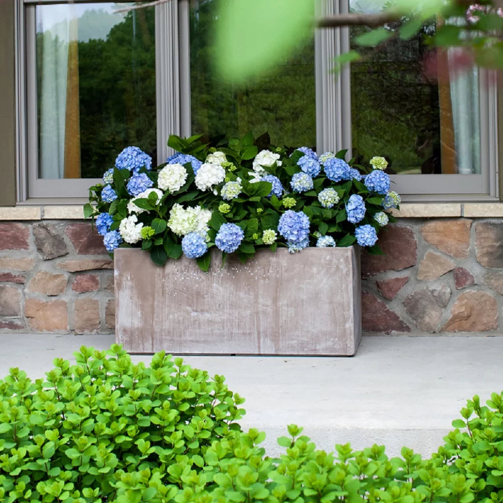 Pink or Blue Hydrangea Deciduous Shrub Live Plant R34242