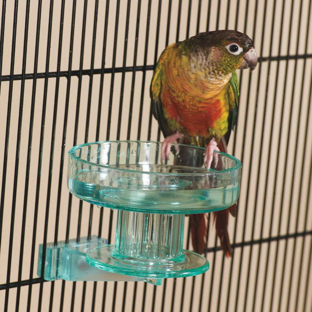 Bird Bath Q284823