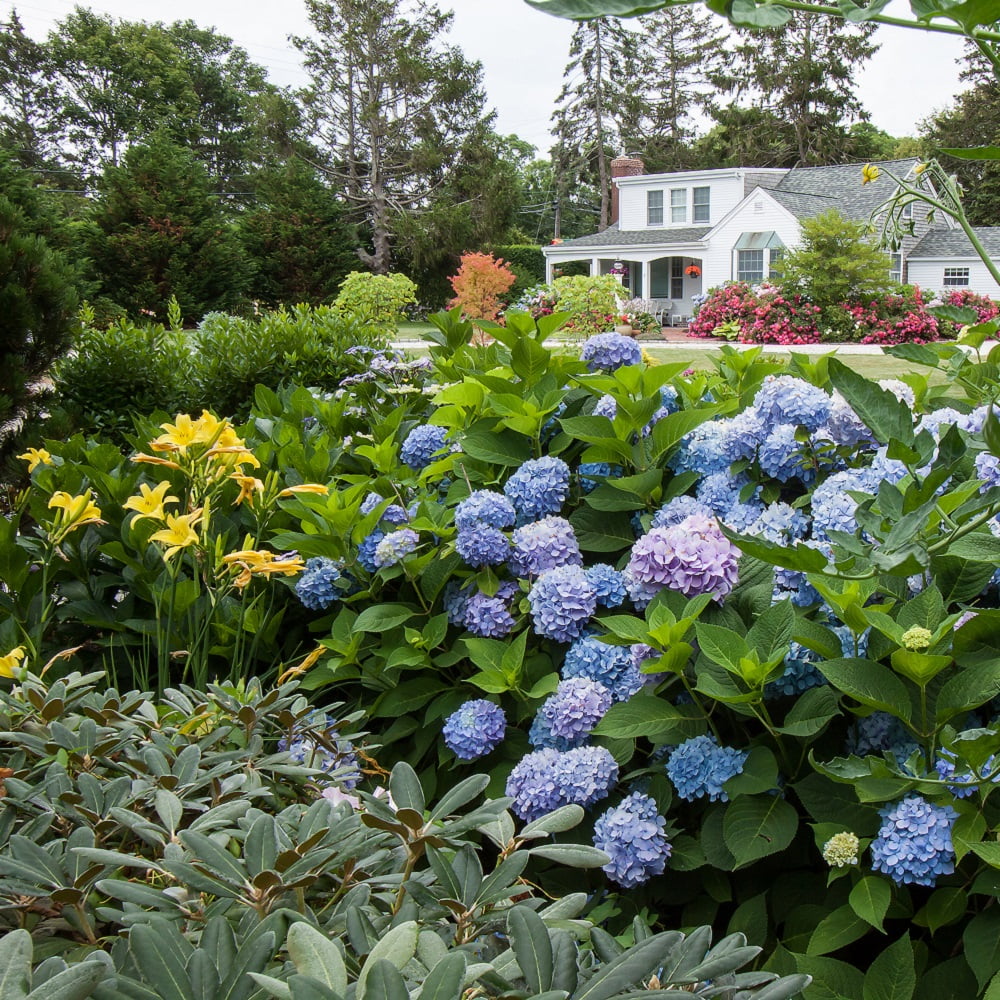Pink or Blue Hydrangea Deciduous Shrub Live Plant R34242