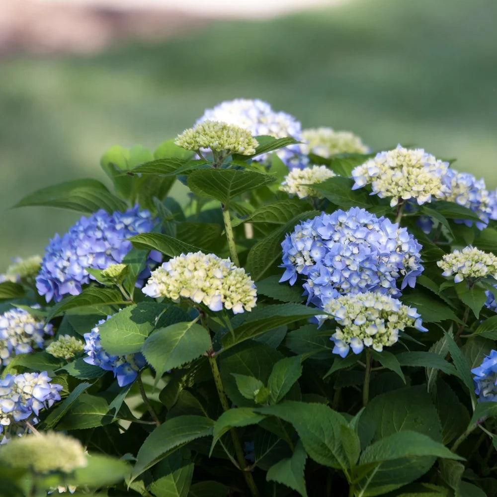 Pink or Blue Hydrangea Deciduous Shrub Live Plant R34242
