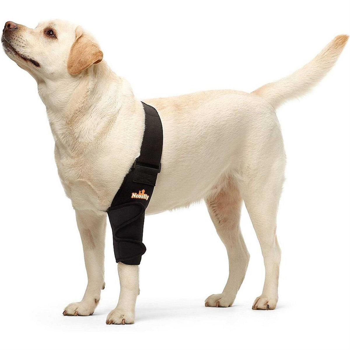 Dog Elbow Brace Protector Pads V845