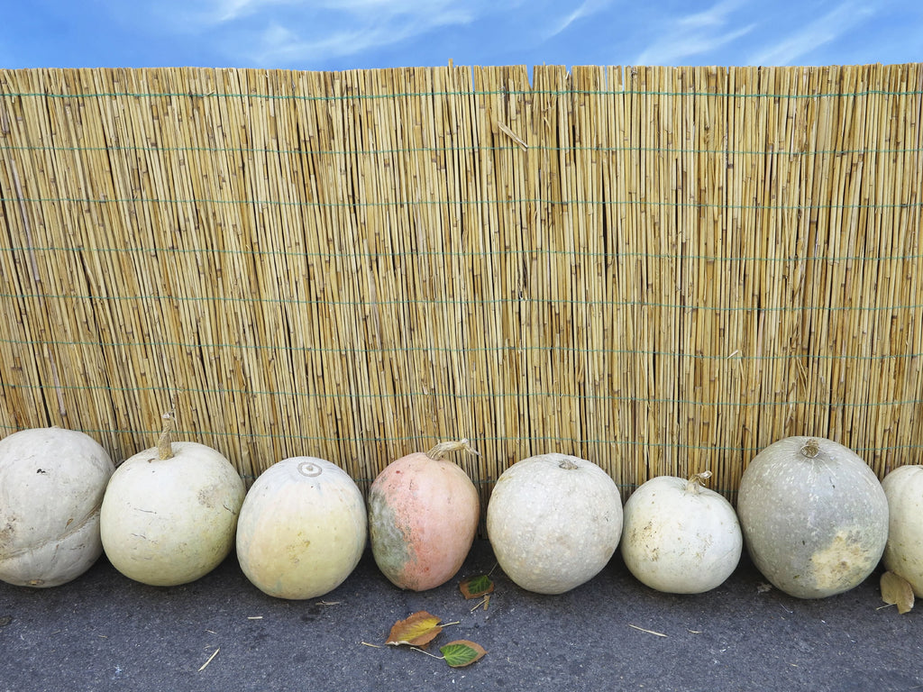 Natural Reed Fence Panel 4-Pack S91600