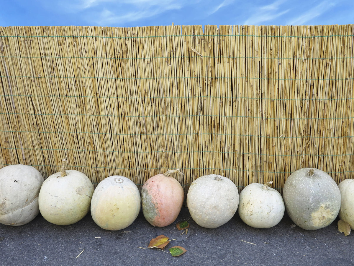 Natural Reed Fence Panel 4-Pack S91600
