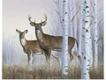 Deer In Birch Woods Art Print 20x16 S9942