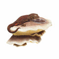Vertical Mushroom Feeding Ledge B170