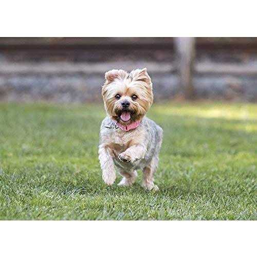 Small Breed Dry Dog Food Turkey C771548